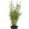 Bambus 'Rufa/Simba' 23 cm potte