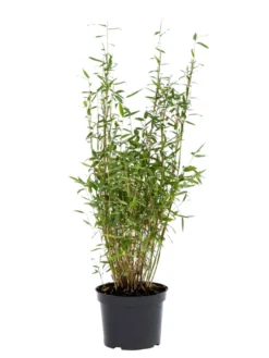 Bambus 'Rufa/Simba' 23 cm potte