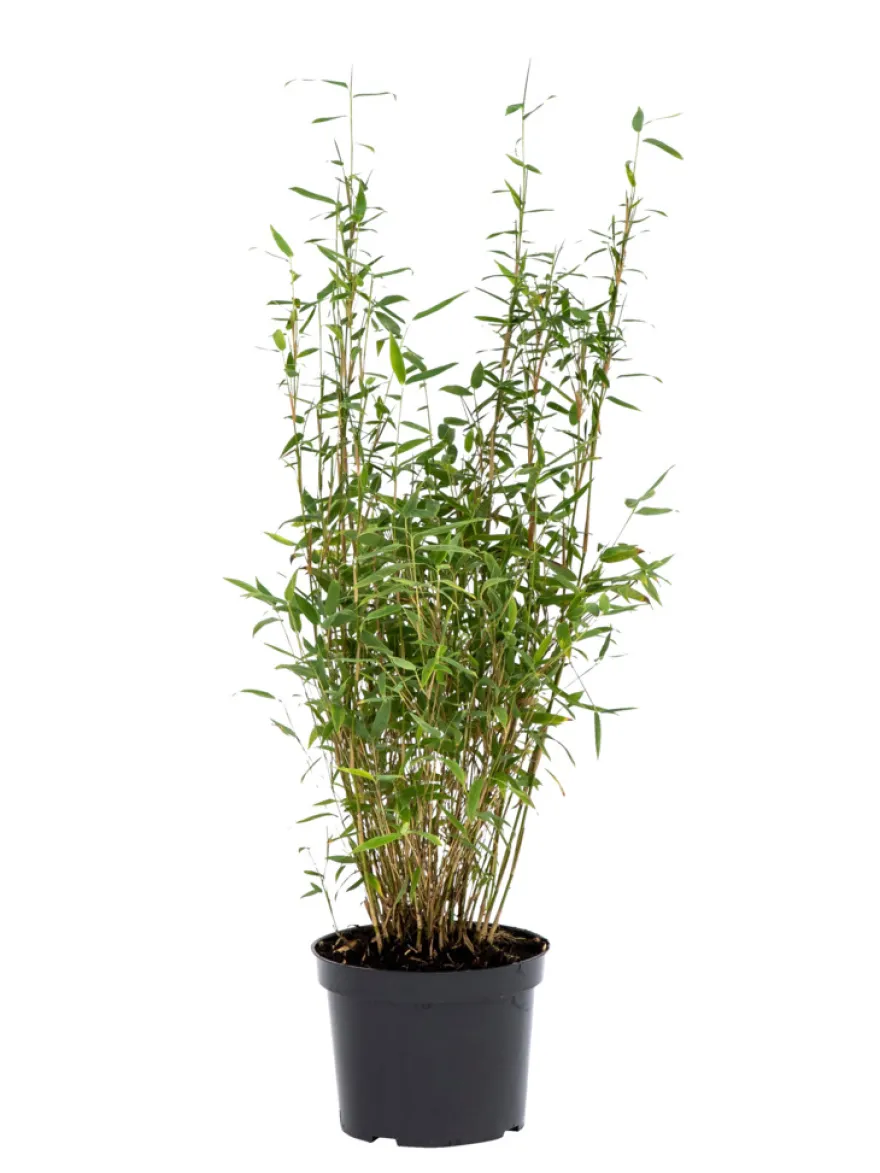 Bambus 'Rufa/Simba' 23 cm potte