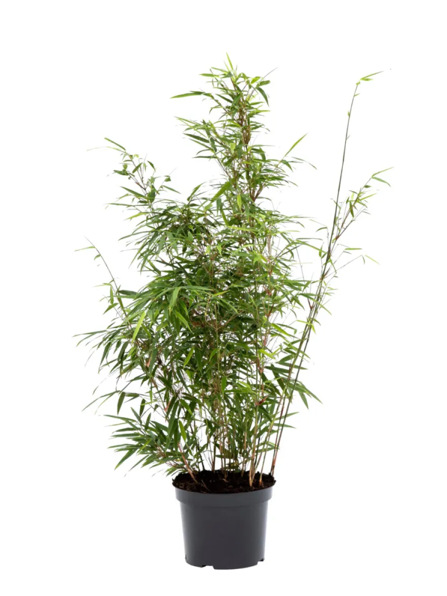 Bambus 'Rufa/Simba' 23 cm potte