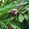 Fuglenet 2 x 5 meter - Garden®