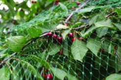 Fuglenet 2 x 5 meter - Garden®