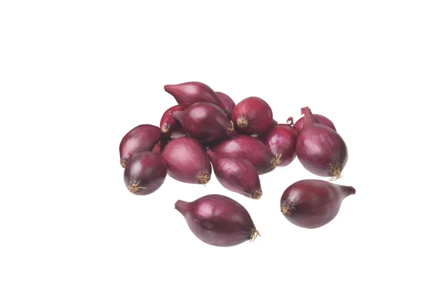 Grønne Fingre® stikløg rødløg 'Red Baron' 250 g