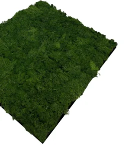 Jangal Modular Wall mospanel 52 x 52 cm - Dark Green