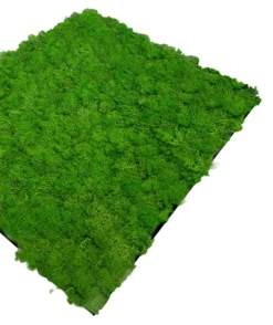 Jangal Modular Wall mospanel 52 x 52 cm - Rich Green