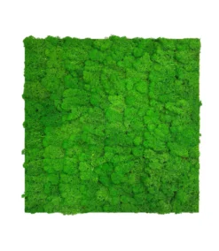 Jangal Modular Wall mospanel 52 x 52 cm - Rich Green