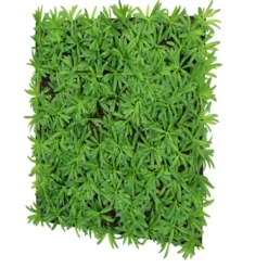 Jangal Modular Wall plantepanel 52 x 52 cm - Podocarpus Tea Tree