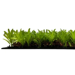 Jangal Modular Wall plantepanel 52 x 52 cm - Podocarpus Tea Tree