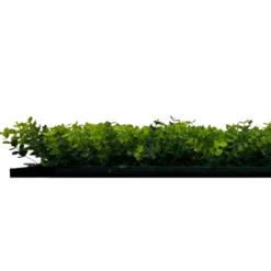 Jangal Modular Wall plantepanel 52 x 52 cm - Buxus