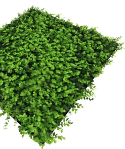 Jangal Modular Wall plantepanel 52 x 52 cm - Buxus