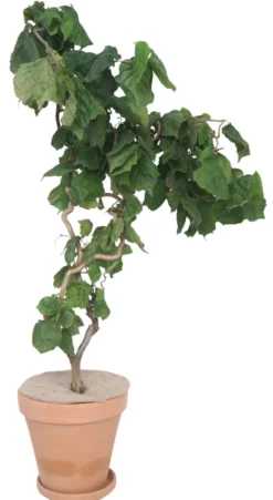 Juteskive vinterbeskyttelse Ø34 cm - Garden®